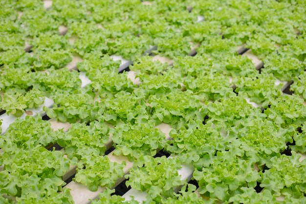 Photo hydroponic of lettuce farm growing in greenhouse