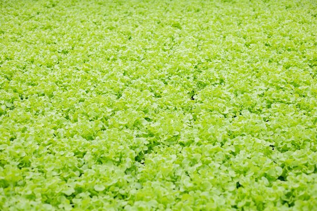 Photo hydroponic of lettuce farm growing in greenhouse