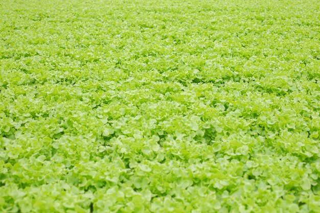 Hydroponic of lettuce farm growing in greenhouse.