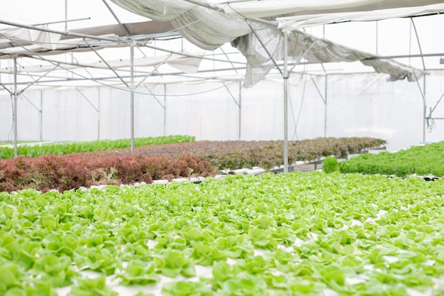 Hydroponic of lettuce farm growing in greenhouse.