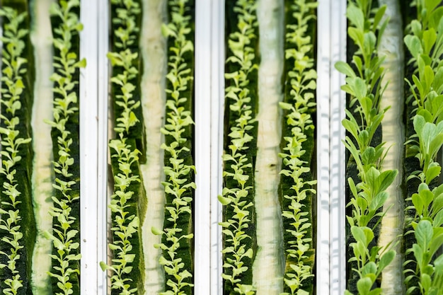 Hydroponic lettuce in hydroponic pipe. plants using mineral nutrient solutions in water without soil. Close up planting Hydroponics plant. Hydroponic Garden. the vegetables are very fresh.