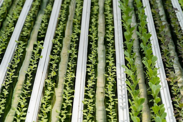 Hydroponic lettuce in hydroponic pipe. plants using mineral nutrient solutions in water without soil. Close up planting Hydroponics plant. Hydroponic Garden. the vegetables are very fresh.