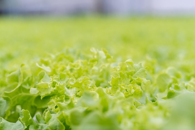 Hydroponic lettuce in hydroponic pipe plants using mineral nutrient solutions in water without soil