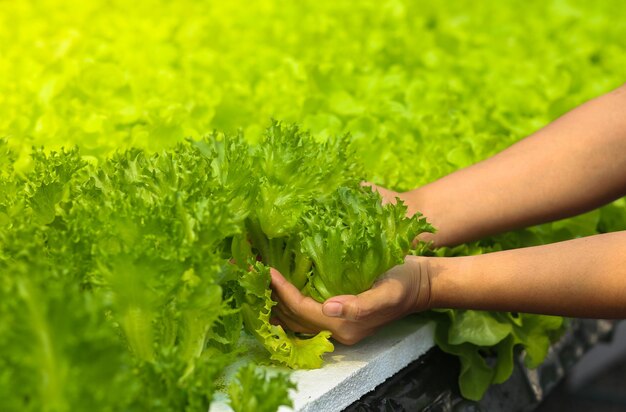 Hydroponic lettuces in hydroponic pipe hydroponic vegetable farm green natural farm