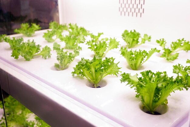 A hydroponic plant with lettuce in it