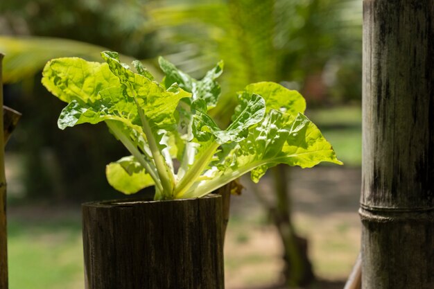 Hydroponic Plantation make from nature