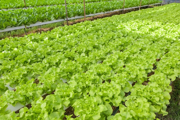 Hydroponic planten groeien op water zonder bodem landbouw biologisch gezondheidsvoedsel natuur bladgewas groenten tuin hydrocultuur groenten van hydrocultuur boerderijen verse groene eiken sla en groene cos