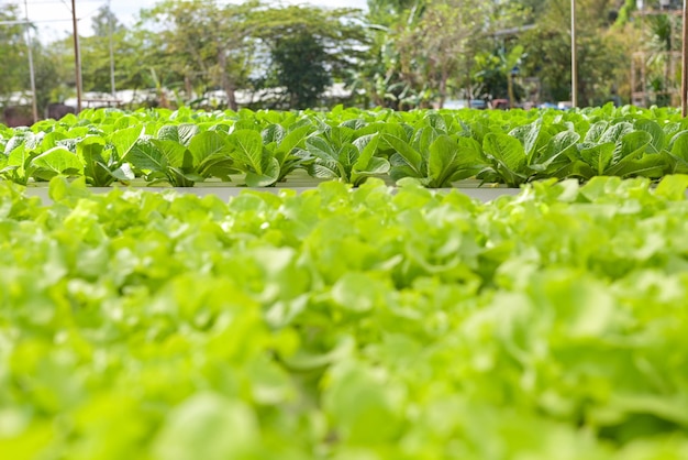 Hydroponic planten groeien op water zonder bodem landbouw biologisch gezondheidsvoedsel natuur bladgewas groenten tuin hydrocultuur groenten van hydrocultuur boerderijen verse groene eiken sla en groene cos