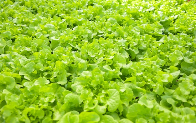 Hydroponic plants on water without soil agriculture organic health food nature leaf crop bio hydroponic vegetables from hydroponic farms fresh green oak lettuce growing in the garden