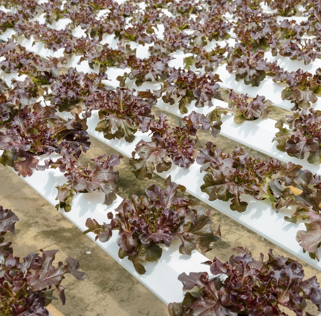 Piantagione di verdure di lattuga a foglia di quercia rossa idroponica nel sistema acquaponica