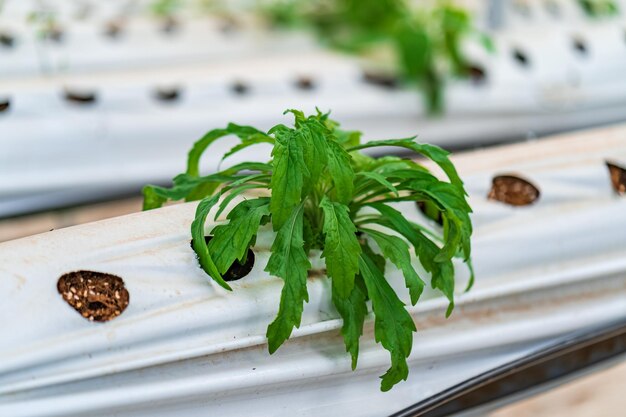 Hydroponic strawberry farm Stock photo of hydroponics method of growing plants in water without soil