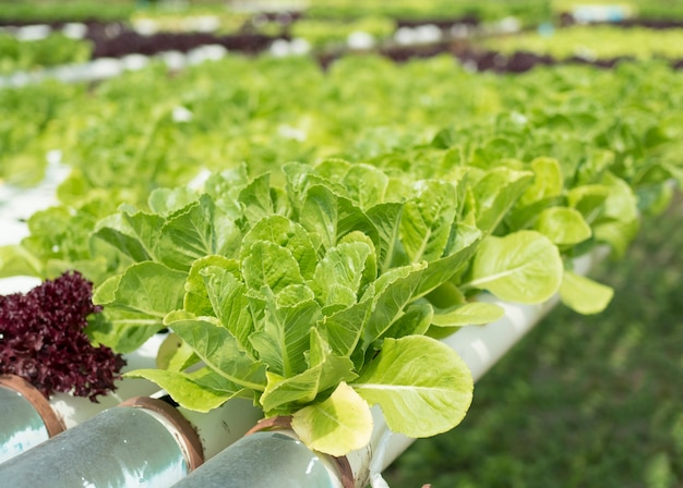 Hydroponic vegetable farm