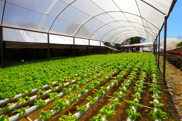 Hydroponic vegetable farm