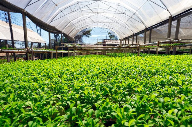 Hydroponic vegetable farm