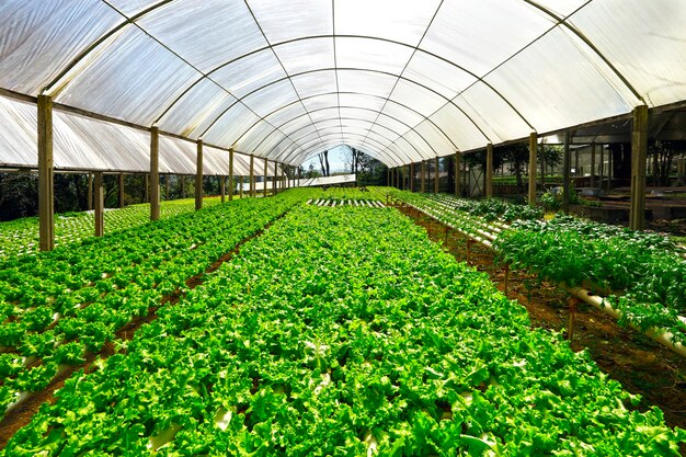 Hydroponic vegetable farm