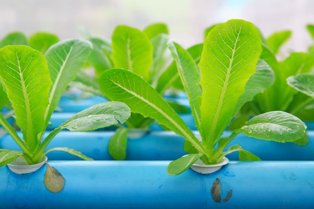 Hydroponic vegetable planting, growing without soil
