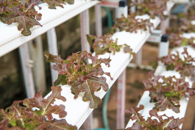 水耕野菜の植え付け、土壌なしで育つ