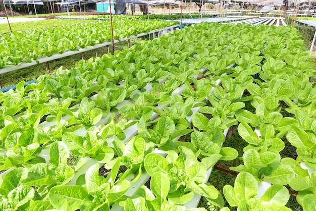 Verdure idroponiche da fattorie idroponiche lattuga verde fresca che cresce nel giardino piante idroponiche sull'acqua senza suolo agricoltura biologico cibo salutare natura clorofilla foglia coltura bio