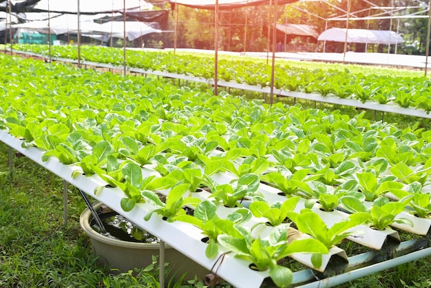 Hydroponic vegetables from hydroponic farms fresh green cos lettuce growing in the garden hydroponic plants on water without soil agriculture organic health food nature Chlorophyll leaf crop bio