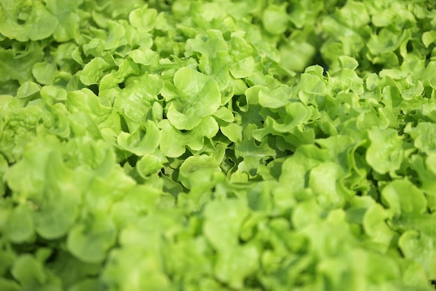 Hydroponic vegetables from hydroponic farms fresh green oak lettuce growing in the garden hydroponic plants on water without soil agriculture organic health food nature leaf crop bio