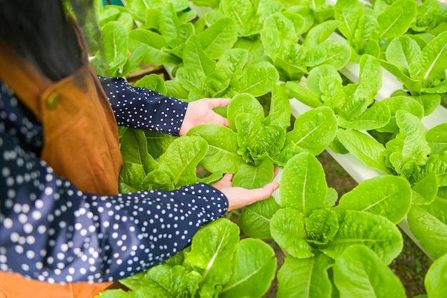 수경 재배 농장에서 수확한 수경 야채 정원에서 자라는 신선한 녹색 cos 샐러드 토양 농업 유기농 건강 식품 자연 없이 물에 수경 식물을 따는 여자