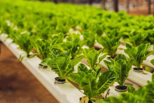 水耕野菜のサラダファーム。土壌なしで、水中で植物野菜サラダ農場を育てる水耕栽培法。水耕栽培パイプの水耕栽培レタス