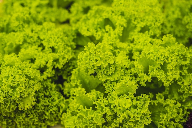 Hydroponic vegetables salad farm. Hydroponics method of growing plants vegetables salad farm, in water, without soil. Hydroponic lettuces in hydroponic pipe