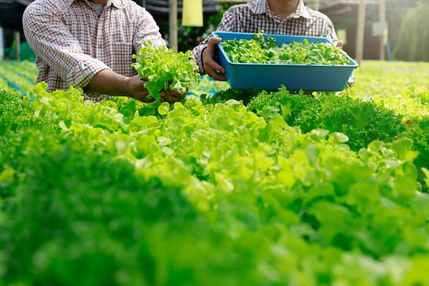 Hydroponics farm ,Worker Harvesting and collect environment data from lettuce organic hydroponic vegetable at greenhouse farm garden.