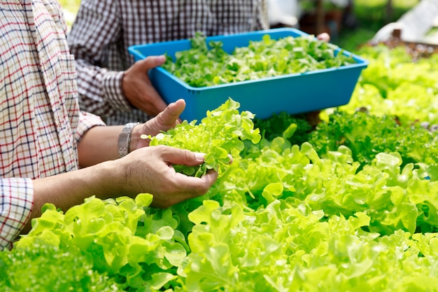 Hydroponics farm ,Worker Harvesting and collect environment data from lettuce organic hydroponic vegetable at greenhouse farm garden.