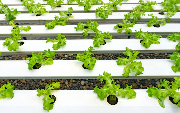 Hydroponics or Hydroculture