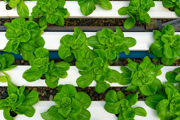 Hydroponics or Hydroculture 