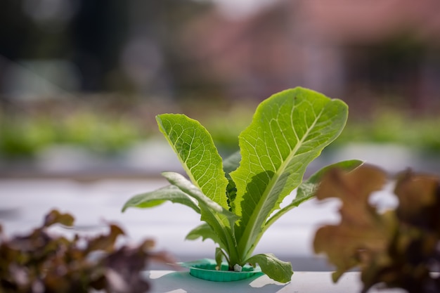 Metodo di coltura idroponica per la coltivazione di piante con soluzioni minerali nutrienti in tailandia