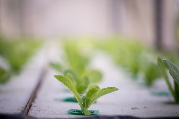 Hydroponics method of growing plants using mineral nutrient solutions