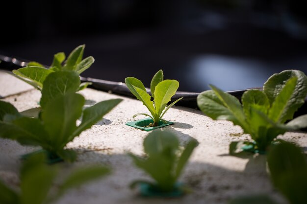 사진 태국의 미네랄 영양 용액을 사용하여 식물을 재배하는 수경법