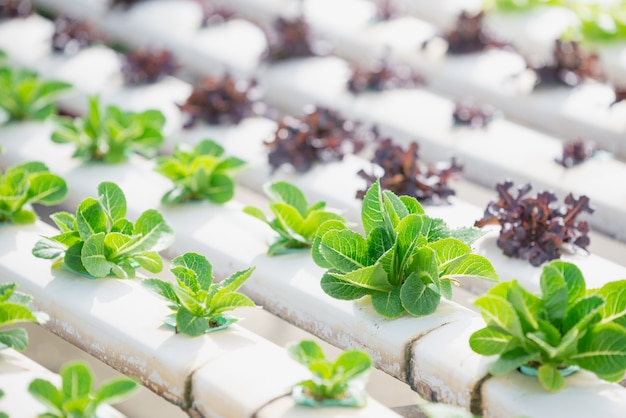 写真 水耕栽培、有機の新鮮な収穫野菜、温室での有機水耕野菜菜園で働く農家。