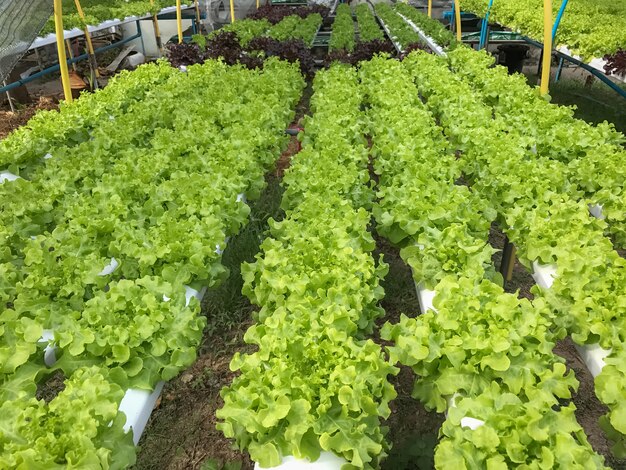 Hydroponics Organic vegetables Farms in Thailand