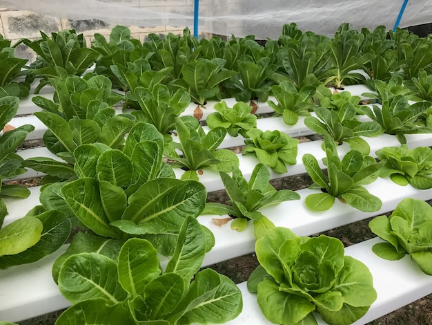 Hydroponics Organic vegetables Farms in Thailand