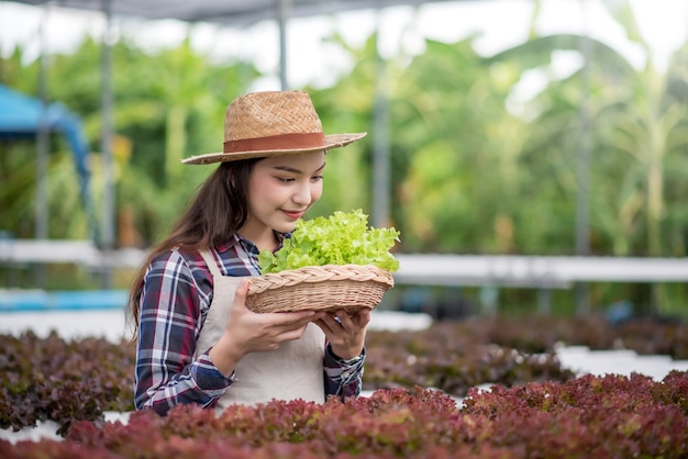 Hydroponics vegetable farm. Young asian woman smile harvesting vegetables from her hydroponics farm