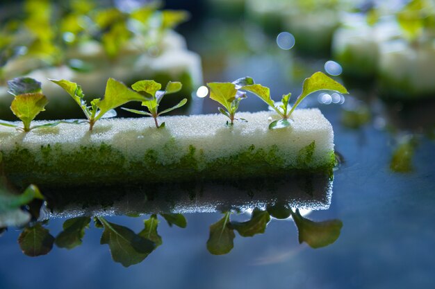 Hydroponics vegetables growing on water