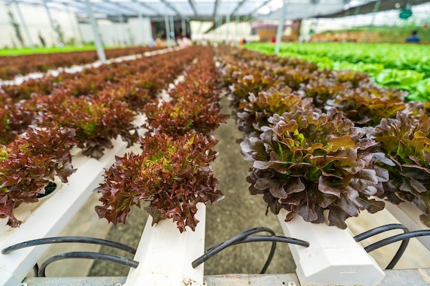 Hydroponisch landbouwsysteem organische hydroponische groentetuin in de kas Kweken van planten met minerale voedingsoplossing in water zonder bodem of Dynamic Root Floating Technique