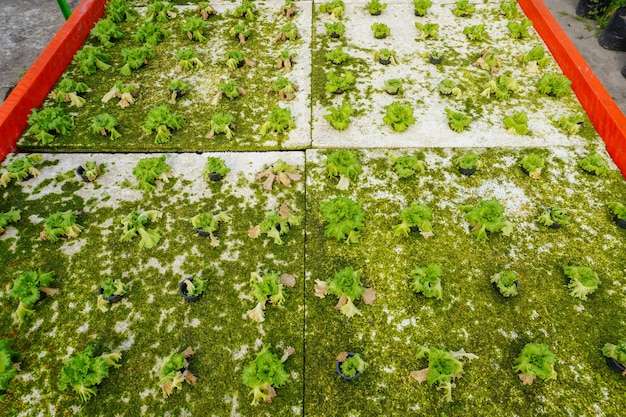 Hydroponische slagroenten worden beschadigd door plagen en ziekten. Hydroponische groenten planten niet