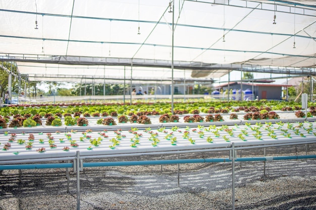 Foto le serre di verdure idroproniche coltivano l'agricoltura di materail crudo fresco dell'alimento