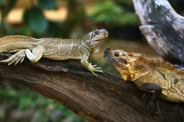 Hydrosaurus algemeen bekend als de zeilvindraken of zeilvinhagedissen