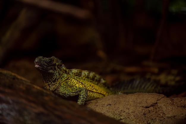 일반적으로 세일핀 드래곤(Sailfin Dragons) 또는 세일핀 도마뱀(Sailfin Lizards)으로 알려진 인도네시아 고유종 아름다운 녹색 도마뱀