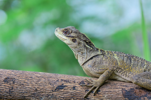 Hydrosaurus weberi на дереве