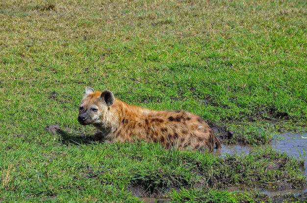 Hyena chilling in a puddle of muddl in the savannah Masai Mara Kenya africa