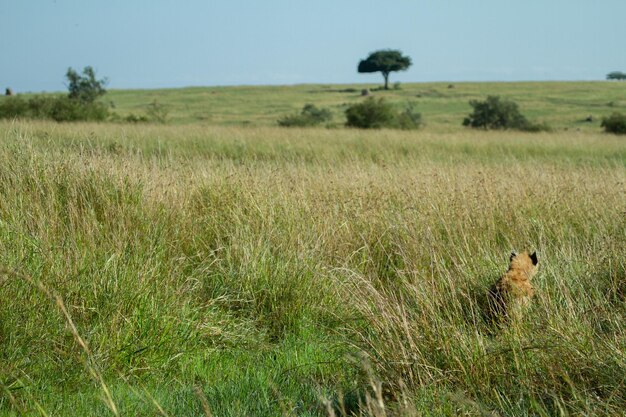 Photo hyena cub hiding in the tall grasses of the masai mara landscape in kenya