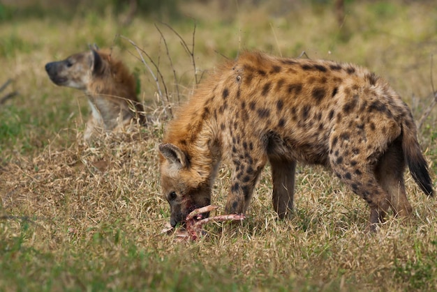 Hyena die Kruger Nationaal Park Zuid-Afrika eet