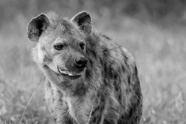 Hyena die Kruger Nationaal Park Zuid-Afrika eet