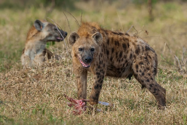 Hyena die Kruger Nationaal Park Zuid-Afrika eet